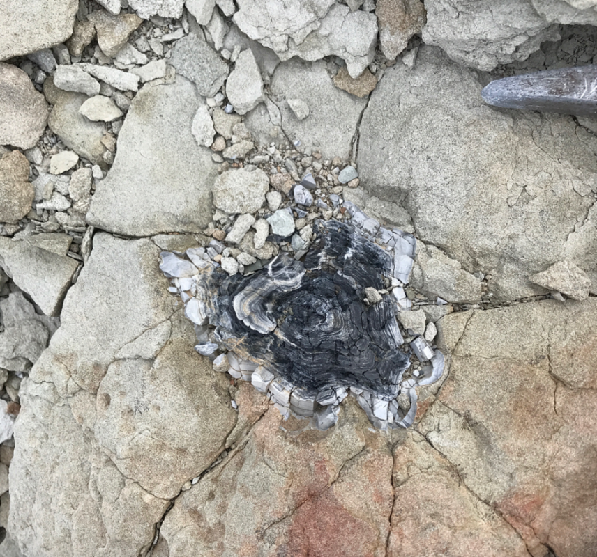 Finding the oldest forest fossils in Antarctica - 280 million years old!